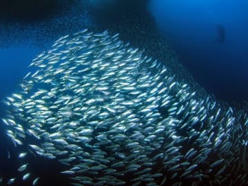 Private Snorkeling Tour of Moalboal's Sardine Run in Cebu