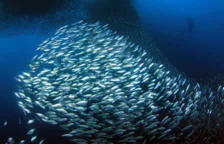 Private Snorkeling Tour of Moalboal's Sardine Run in Cebu