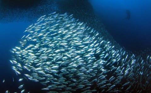 Private Snorkeling Tour of Moalboal's Sardine Run in Cebu