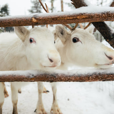 Ferme de Rennes Taava – Rennes et Traditions de Laponie Toute l’Année