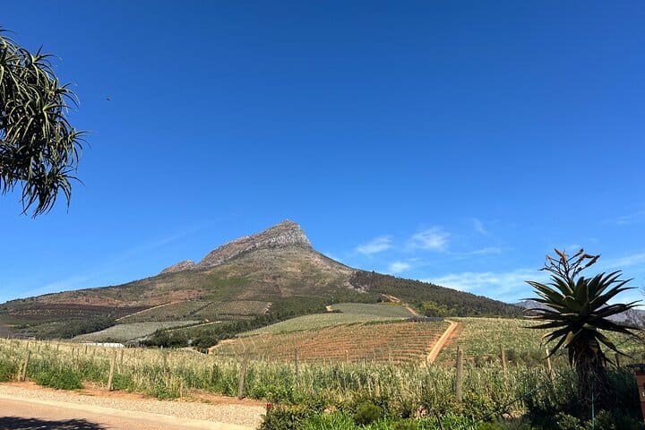 Giraffe Encounter and Lion Park with Wine Tasting in Stellenbosch