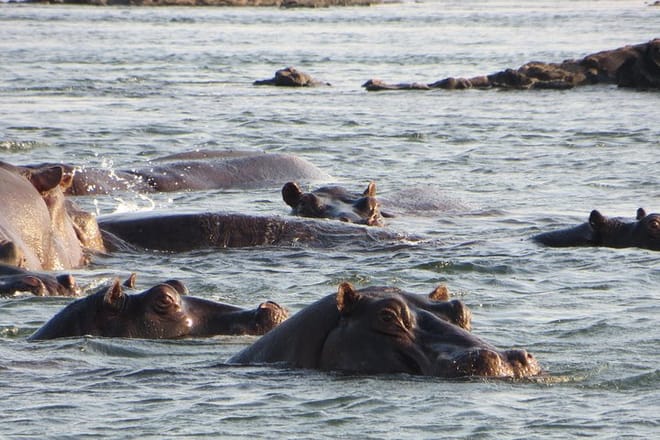Hippos