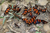 3-Day Manu National Park Tour from Cusco 7