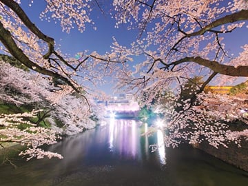 Cherry blossoms at Chidorigafuchi