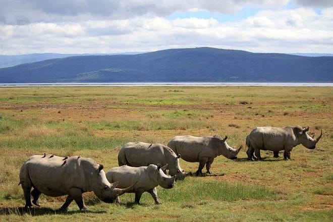 Lake nakuru safari