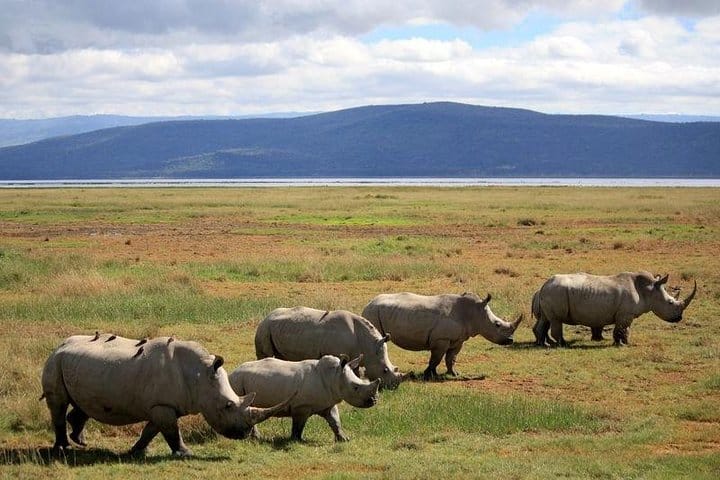 Lake nakuru safari