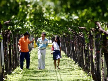 Vineyards