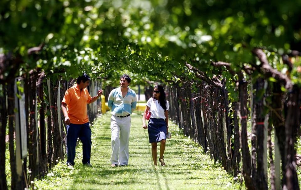Private Wine Tasting and Vineyards Tour from Mendoza