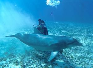 Dive With Dolphins In Cozumel