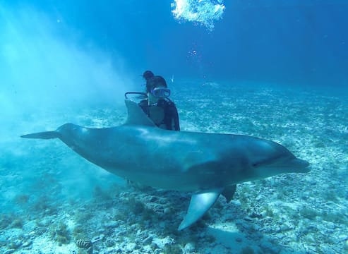 Buceo con Delfines en Cozumel