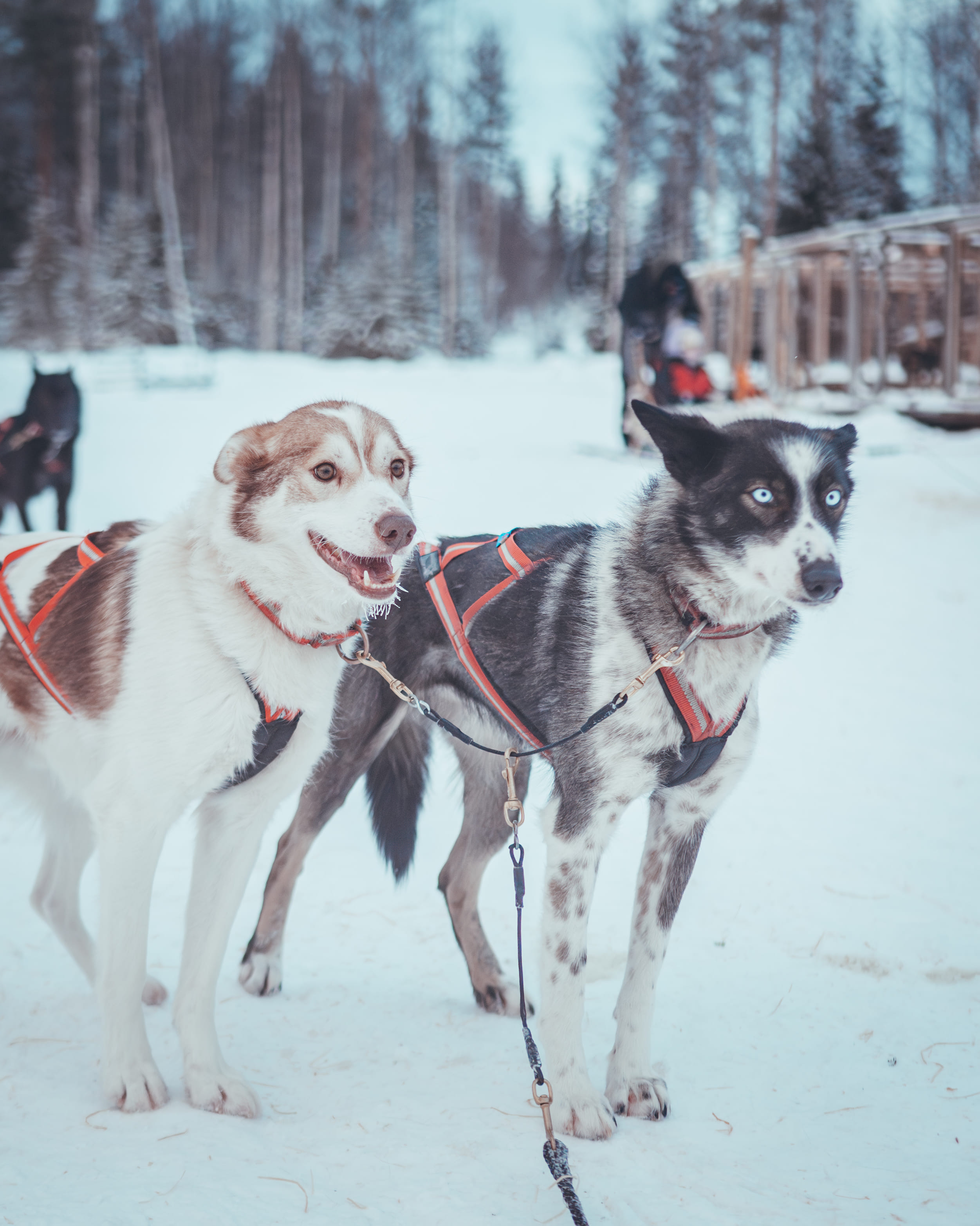 Huskies ready for the self-driving sled ride in Rovaniemi with StayLapland’s Nulkki Husky Adventure.