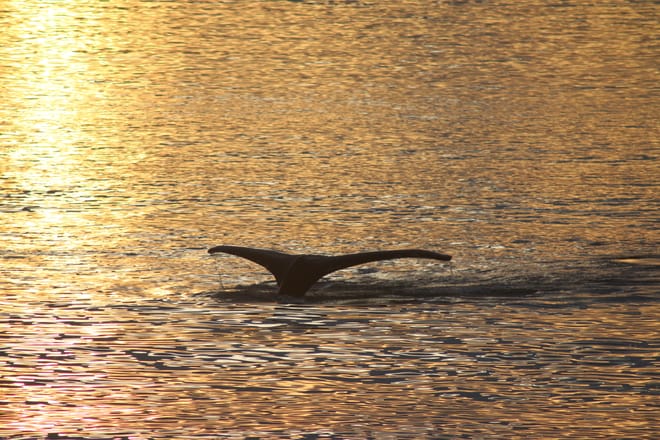 Akureyri Classic Whales in the Midnight Sun 9