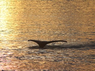 Akureyri Classic Whales in the Midnight Sun, photo 10