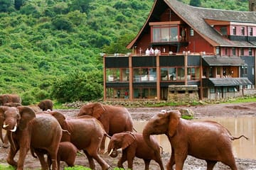 12days Best Of Kenya Big Five Wildlife Safari