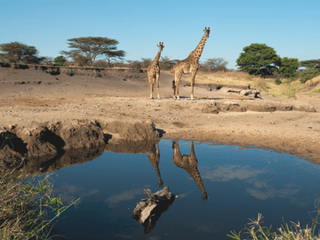 4-Day Safari Adventure in Anantya Serengeti, Tanzania
