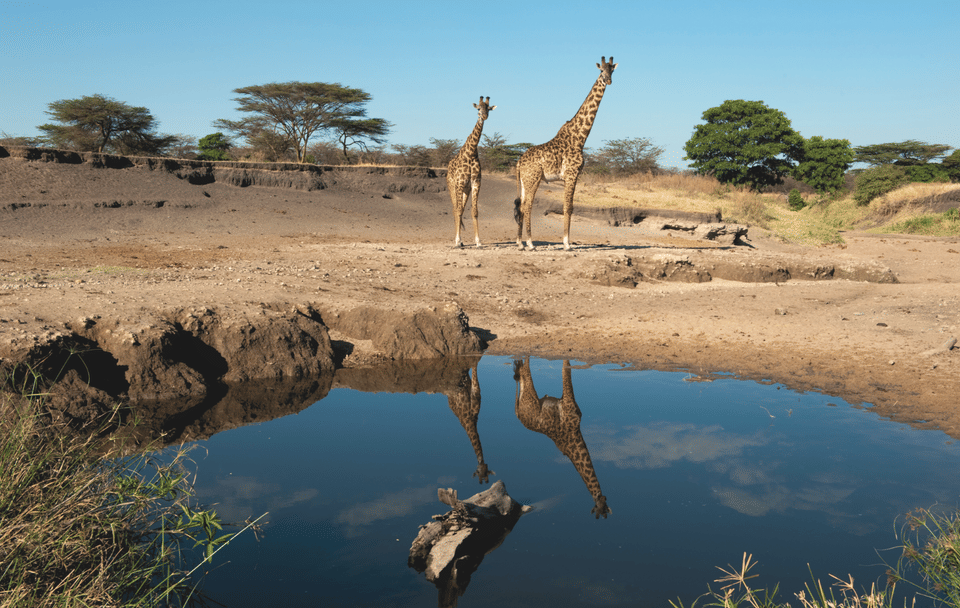4-Day Safari Adventure in Anantya Serengeti, Tanzania