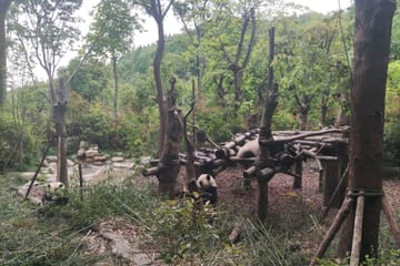 13-Day Cultural and Panda Tour in Beijing and Chengdu