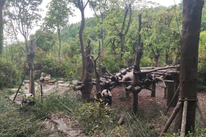 13-Day Cultural and Panda Tour in Beijing and Chengdu