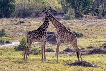 5 days wildebeest migration aberdares Nakuru Masai Mara Safari