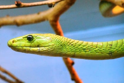 Nairobi National Museum and Snake Park Guided Day Tour