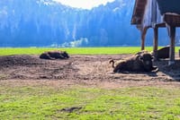 Day trip to the Bison Reserve & Traditional Cuisine Experience 1
