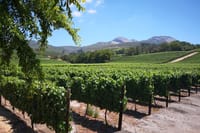 Vineyards in Paarl Region