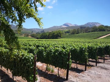 Vineyards in Paarl Region