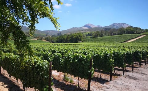 Cape Winelands Tour: Stellenbosch, Franschhoek, and Paarl from Cape Town