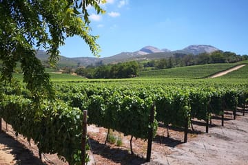 Cape Winelands Tour: Stellenbosch, Franschhoek, and Paarl from Cape Town