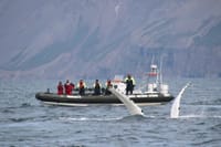 Express Whale Watching 4