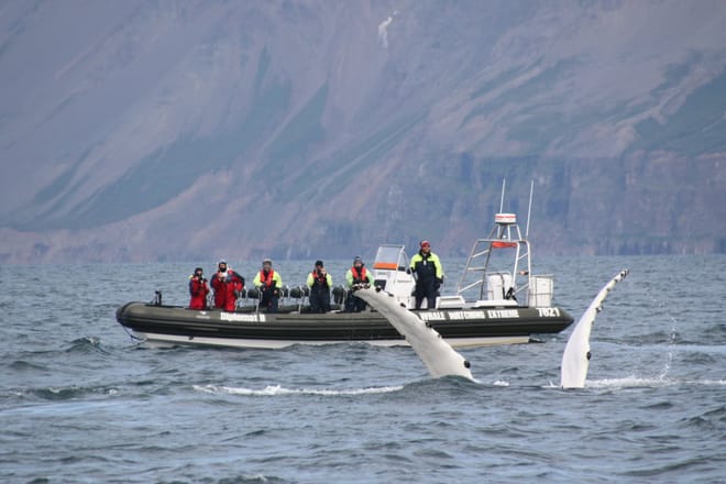 Express Whales, Eyjafjord & Akureyrivb  photo 4