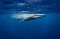 Snorkeling with Whales in Mirissa 5
