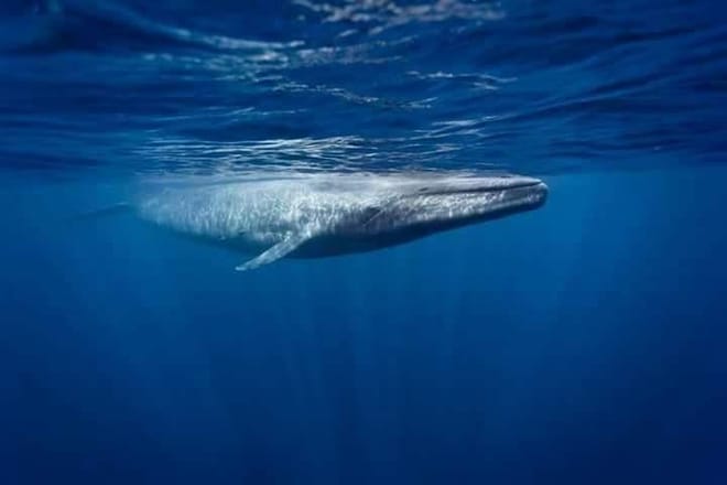 Snorkeling with Whales in Mirissa 5