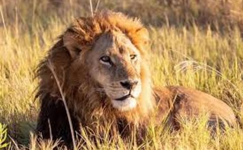 4Days 3Nights Maasai Mara group safari in 4WD From Nairobi