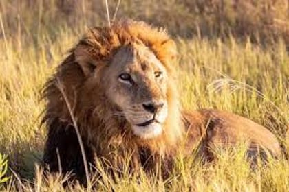 4Days 3Nights Maasai Mara group safari in 4WD From Nairobi