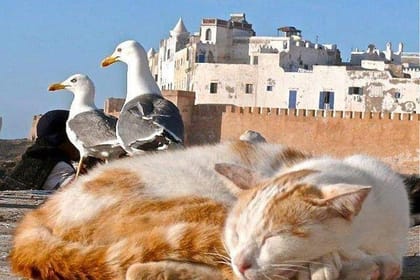 Marrakech to Essaouira Mogador: A Scenic Day Tour