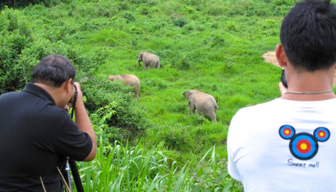 Watching wild elephants in Kuiburi National Park - a unique opportunity with a private guide 7