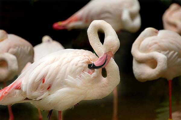 هدوء الطبيعة في سفاري أفاموسا يتجسد في هذا المشهد الخلاب للبجع الأبيض