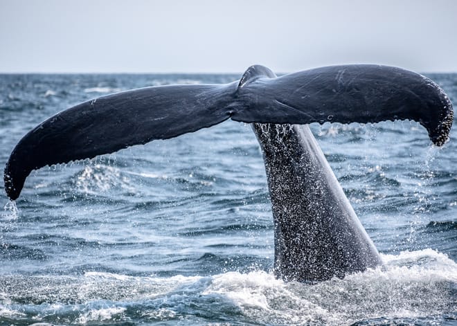 Whale Route 2