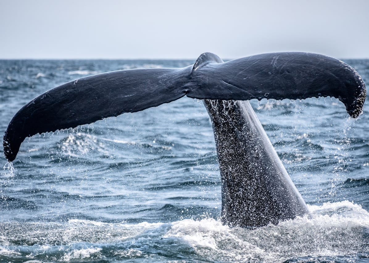 Whale Route 2