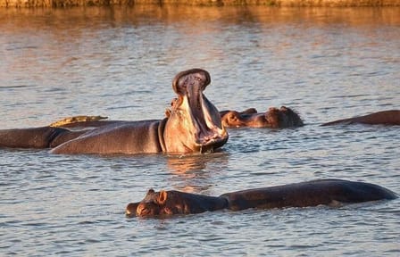 Mikumi National Park Safari Day Trip from Zanzibar