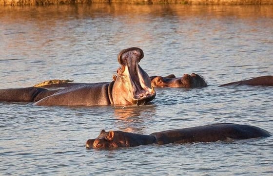 Mikumi National Park Safari Day Trip from Zanzibar