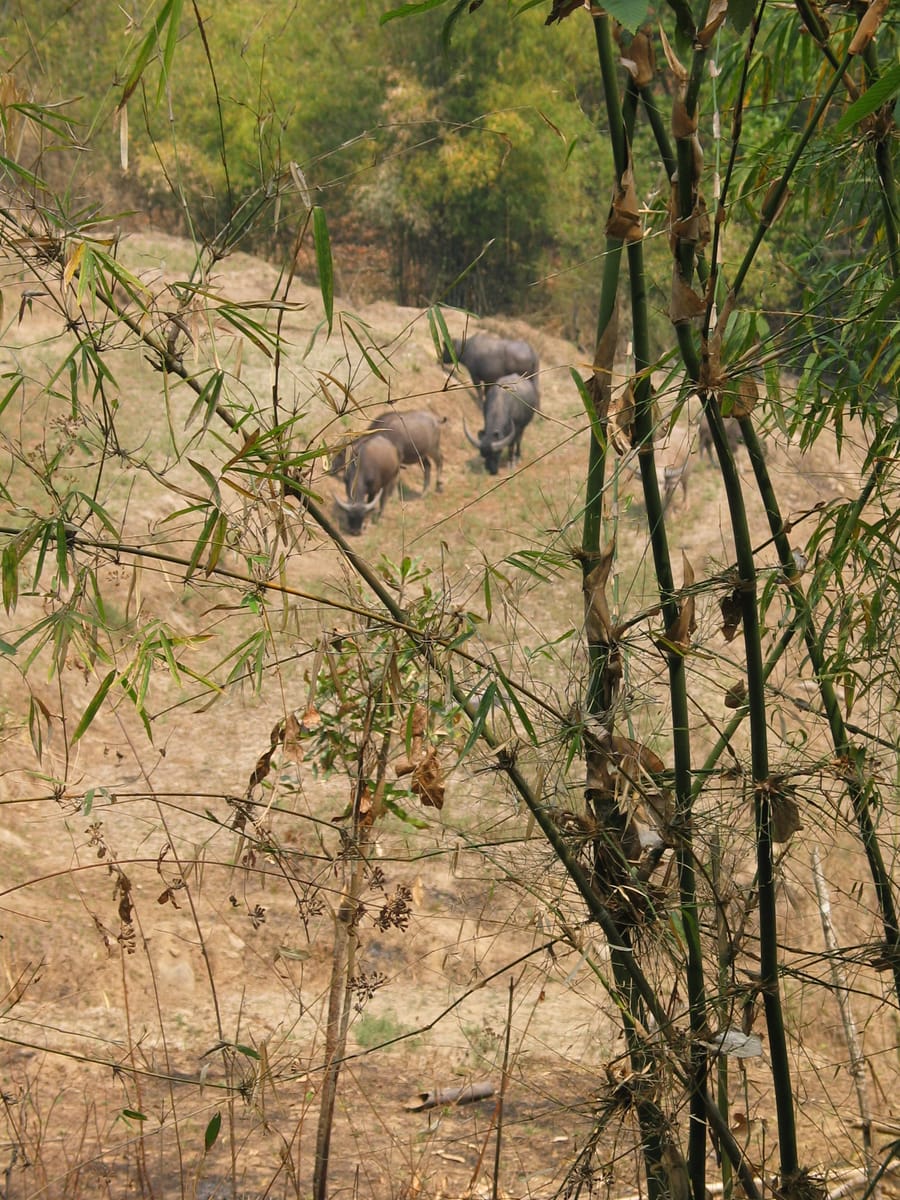Chiang mai Suthep National Park Leisure Hiking & Mountain Biking