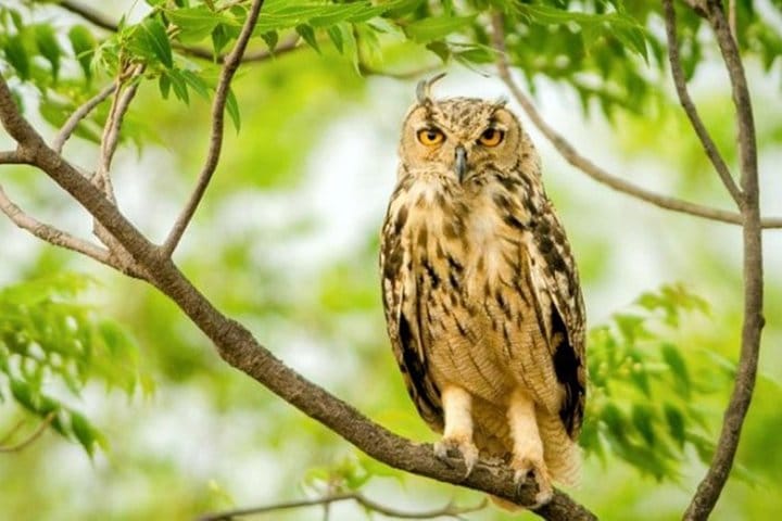Jaipur Heritage walk Tour