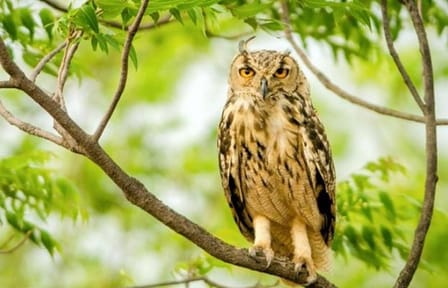 Jaipur half day Jhalana Leopard Safari