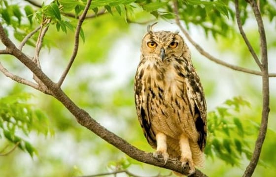 Jaipur half day Jhalana Leopard Safari