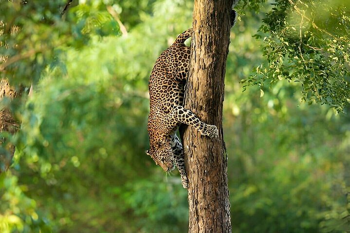 Leopard Safari Adventure in Yala National Park: Wildlife Experience