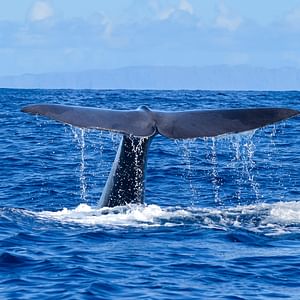 Whale and Dolphin Watching Tour - Funchal