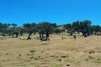 Full Day West Madeira Tour 8