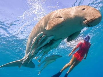 Marsa Alam Snorkeling Trip With Dugong And Turtles Marsa Mubarak